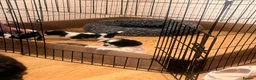 Shorkie dogs for sale: Shorkie - Advert 6