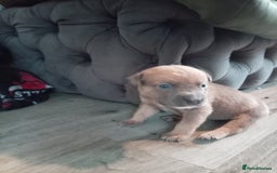 Mixed Breed dogs for sale: 4 beautiful American bullys - Image 3