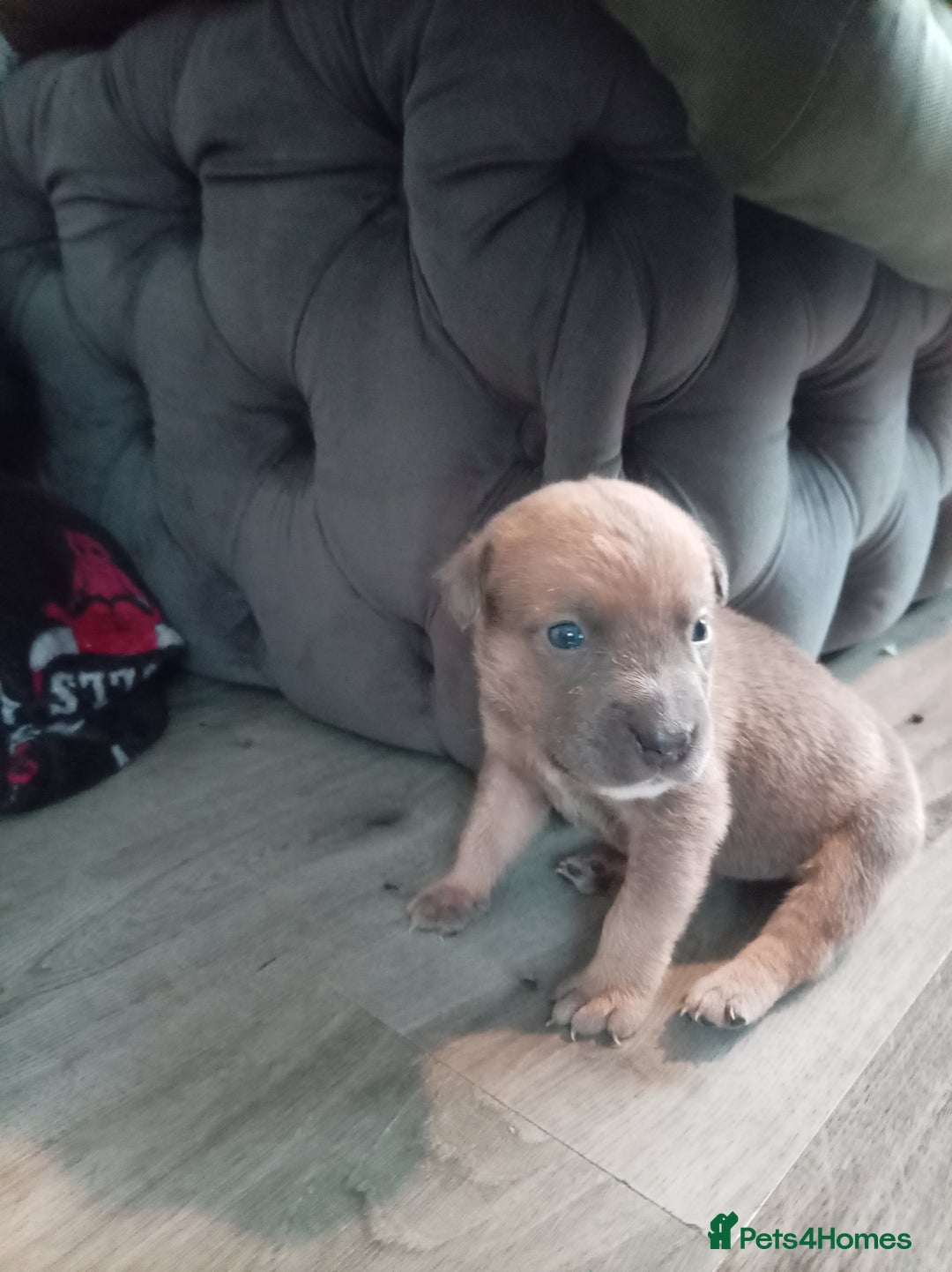 Mixed Breed dogs for sale: 4 beautiful American bullys - Image 3