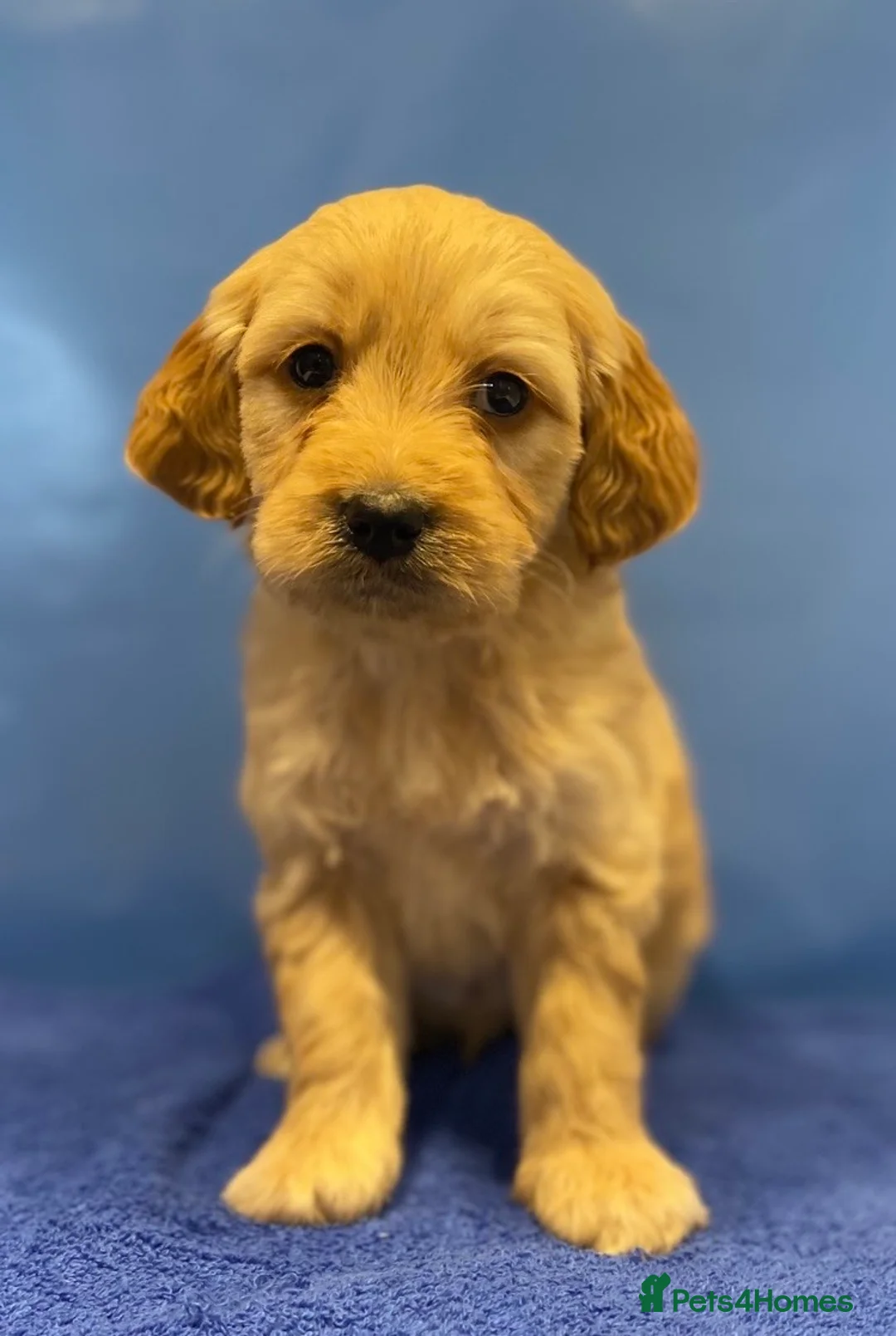 Goldendoodle dogs for sale: F1B Golden doodle pups - Advert 9