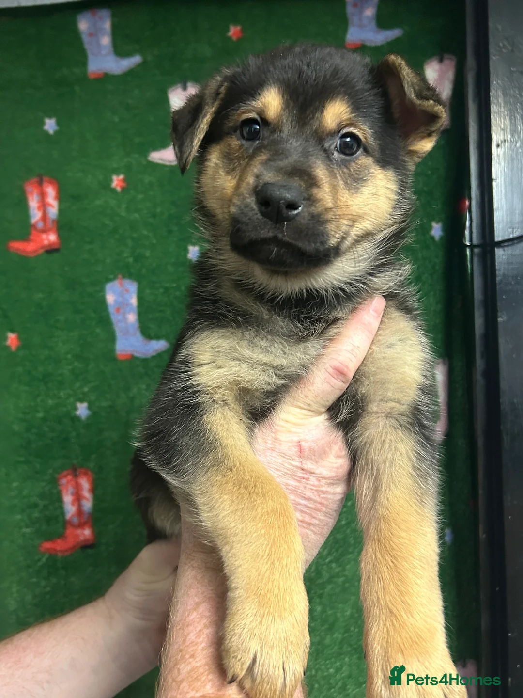 Mixed Breed dogs for sale: Swiss Shepherd Rottweiler mix - Advert 2