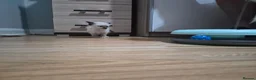 Ragdoll cats for sale: ​GCCF Ragdoll Kittens - Pet  - Advert 7