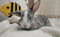 Mini Lop rabbits for sale: Adorable Baby Minilops Mixed - Image 8