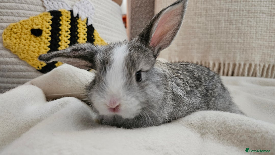 Mini Lop rabbits for sale: Adorable Baby Minilops Mixed - Image 8