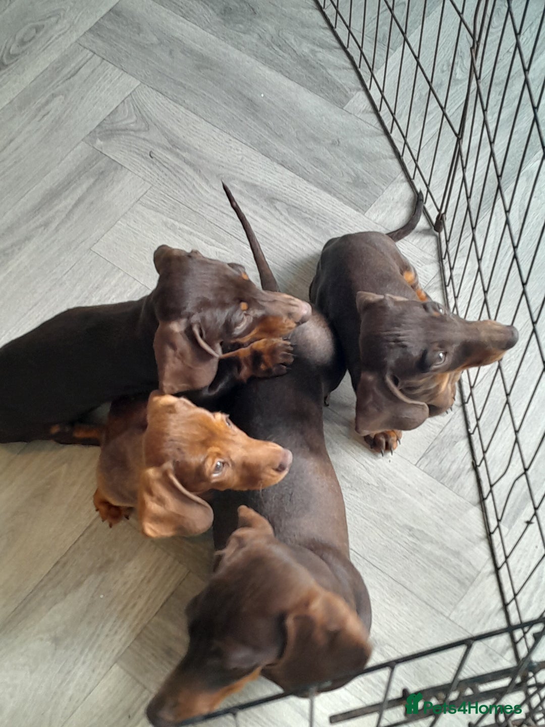 Miniature Dachshund dogs for sale: Miniature Dachshunds  in Diss - Image 5