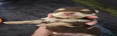 Chihuahua 1