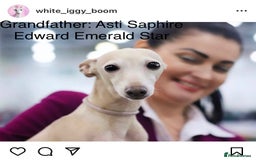 Italian Greyhound dogs for sale: Italian greyhound puppies KC reg European Lineage in Leeds - Image 21