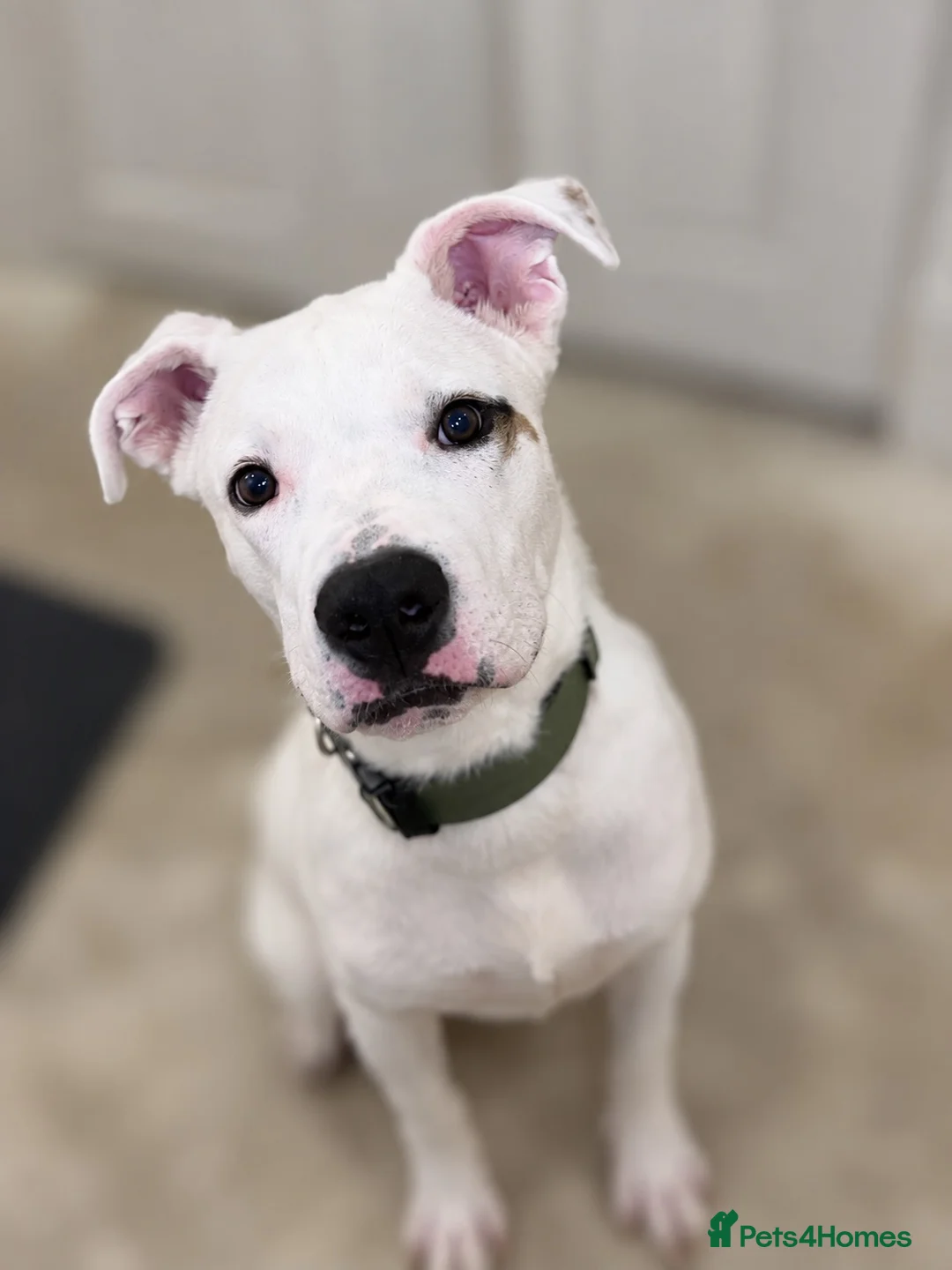 Mixed Breed dogs for sale: 5 month old male in Princes Risborough - Advert 2