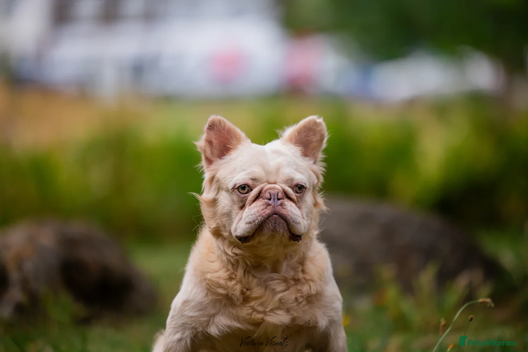 French Bulldog dogs for stud: TeeJay - Fluffy Platinum French Bulldog - Advert 2