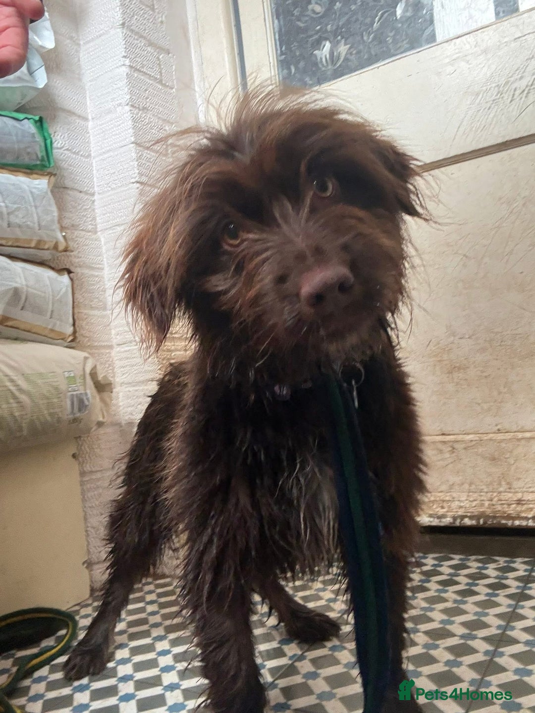 Mixed Breed dogs for adoption: Hazel - Norwich Norfolk  - Advert 13