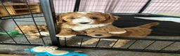 Cockapoo dogs for sale: Cockapoo f1b  - Advert 7