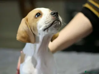 Pointer dogs English Pointer Puppies - Advert 1