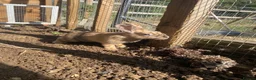 Mixed Breed rabbits for sale: Price reduced! 3 boys and 1 girl left  - Advert 2