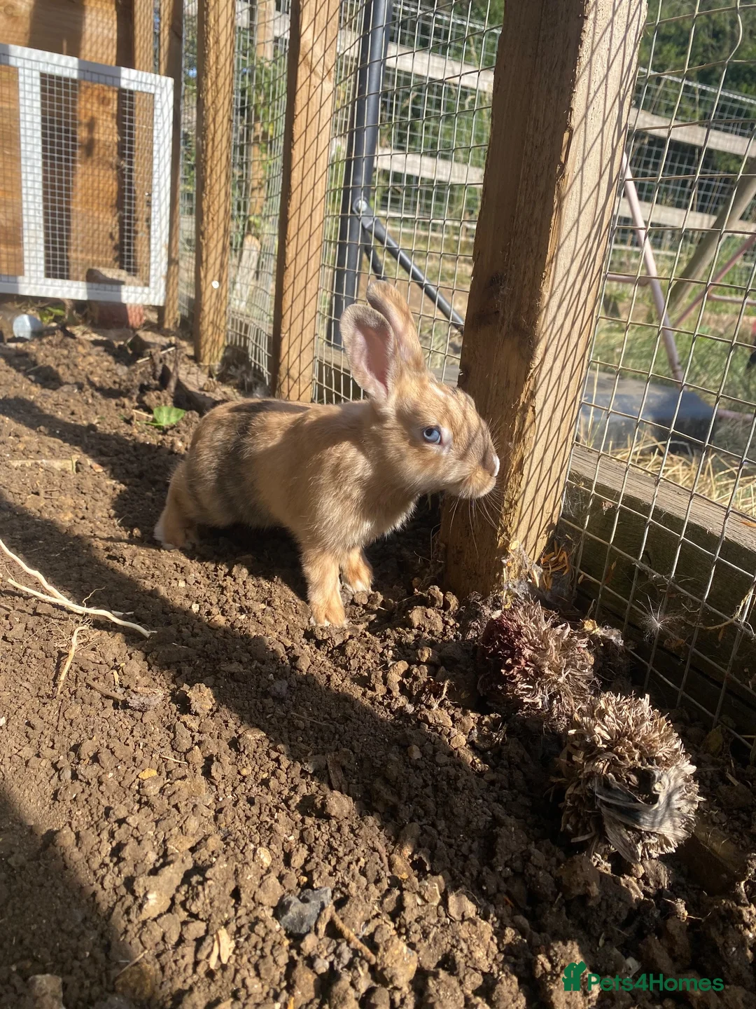Mixed Breed rabbits for sale: Price reduced! 3 boys and 1 girl left  - Advert 2