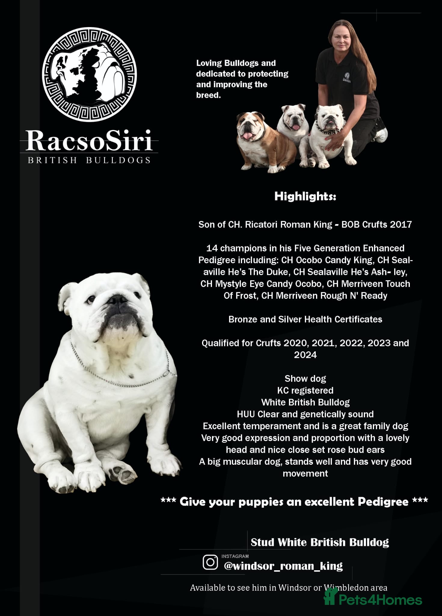 English Bulldog dogs Qualified Crufts20/21/22/23/24 Health Certificates in Slough - Advert 10