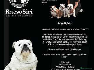 English Bulldog dogs Qualified Crufts20/21/22/23/24 Health Certificates in Slough - Advert 23