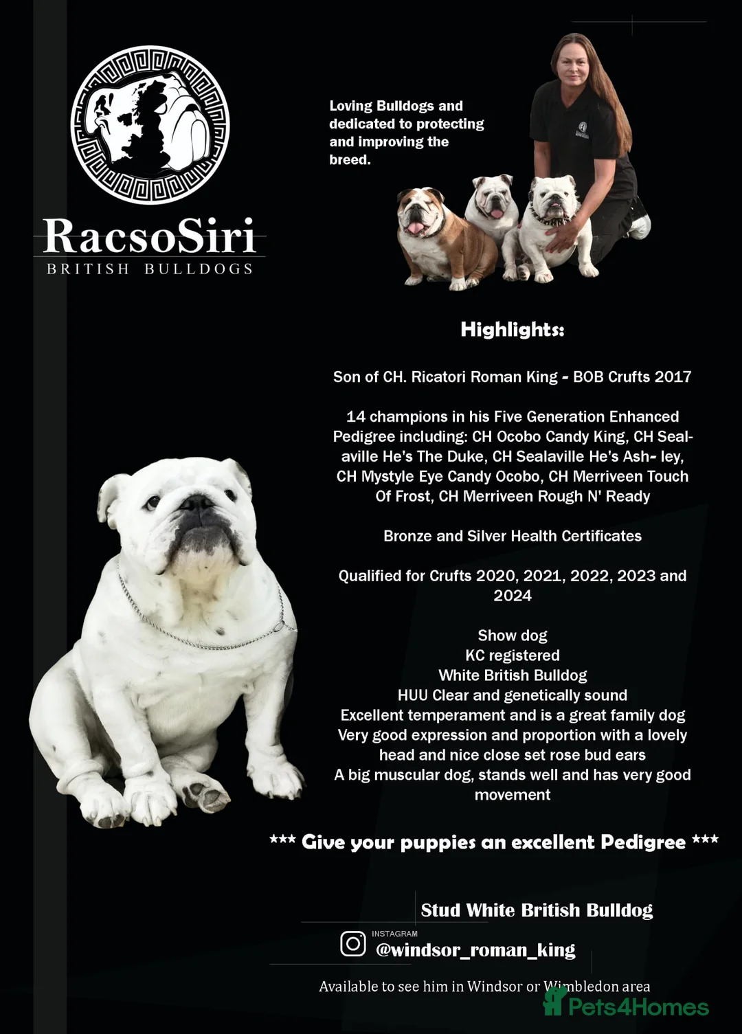 English Bulldog dogs for stud: Qualified Crufts20/21/22/23/24 Health Certificates in Slough - Advert 1