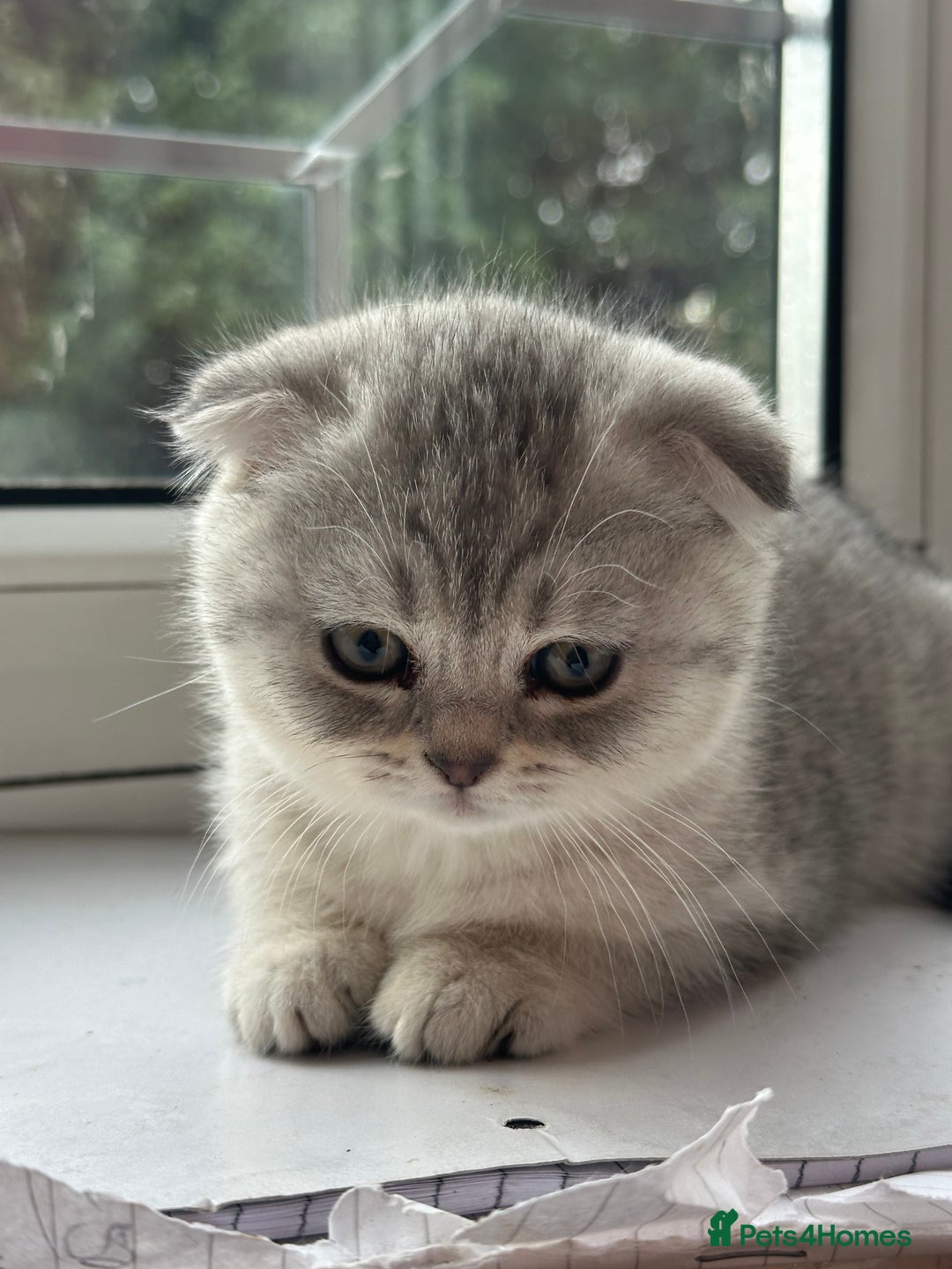 Mixed Breed cats for sale: Clever kittens need a new home  - Image 9