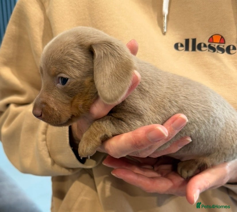 Miniature Dachshund dogs Mini Daxi Puppies Smooth Haired  - Advert 2