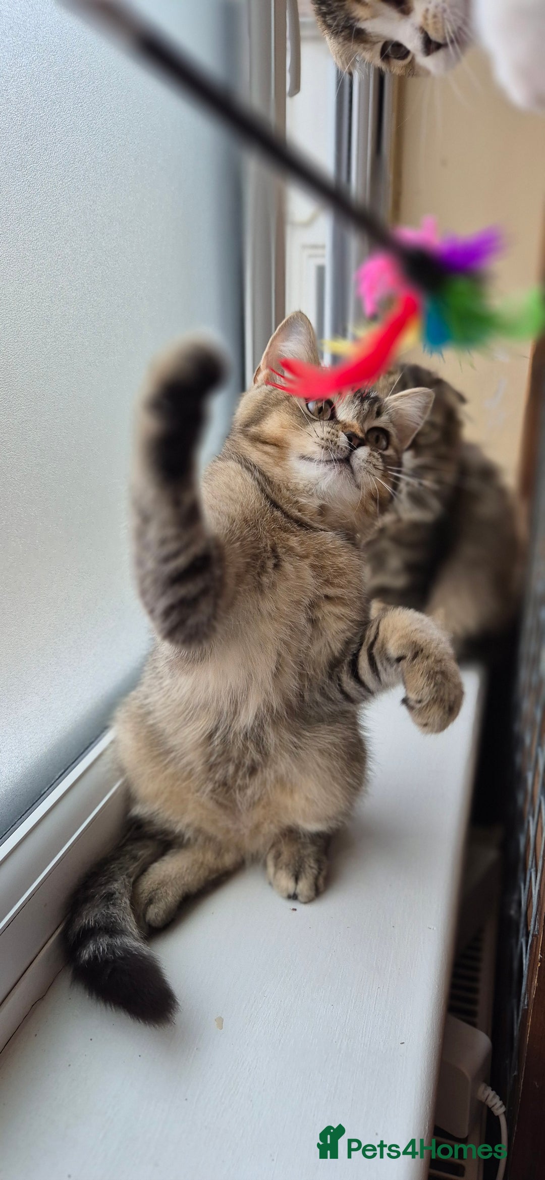 Scottish Fold cats for sale: 2 boys left! TICA registered Scottish Fold - Image 29