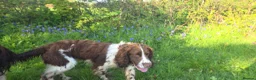 English Springer Spaniel dogs for sale: KC Homebred Health Tested Vet Social Pups 🩷 - Advert 11