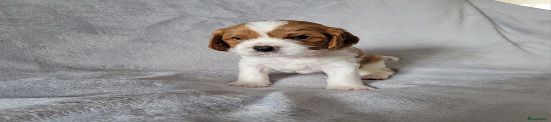 Duke