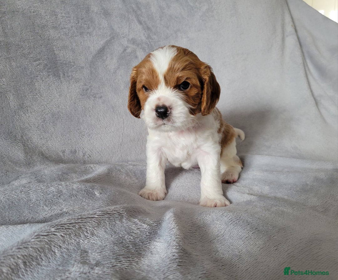 Cavalier King Charles Spaniel dogs for sale: Cavalier King Charles Spaniel Puppies for Sale 🐾 - Image 1