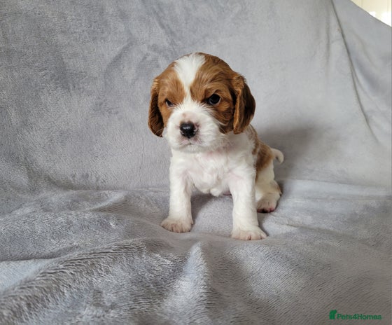 Cavalier King Charles Spaniel dogs - Advert 1