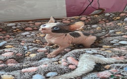 Sphynx cats for sale: Blue Eyes sphynx kittens GCCF and TICA  - Image 20