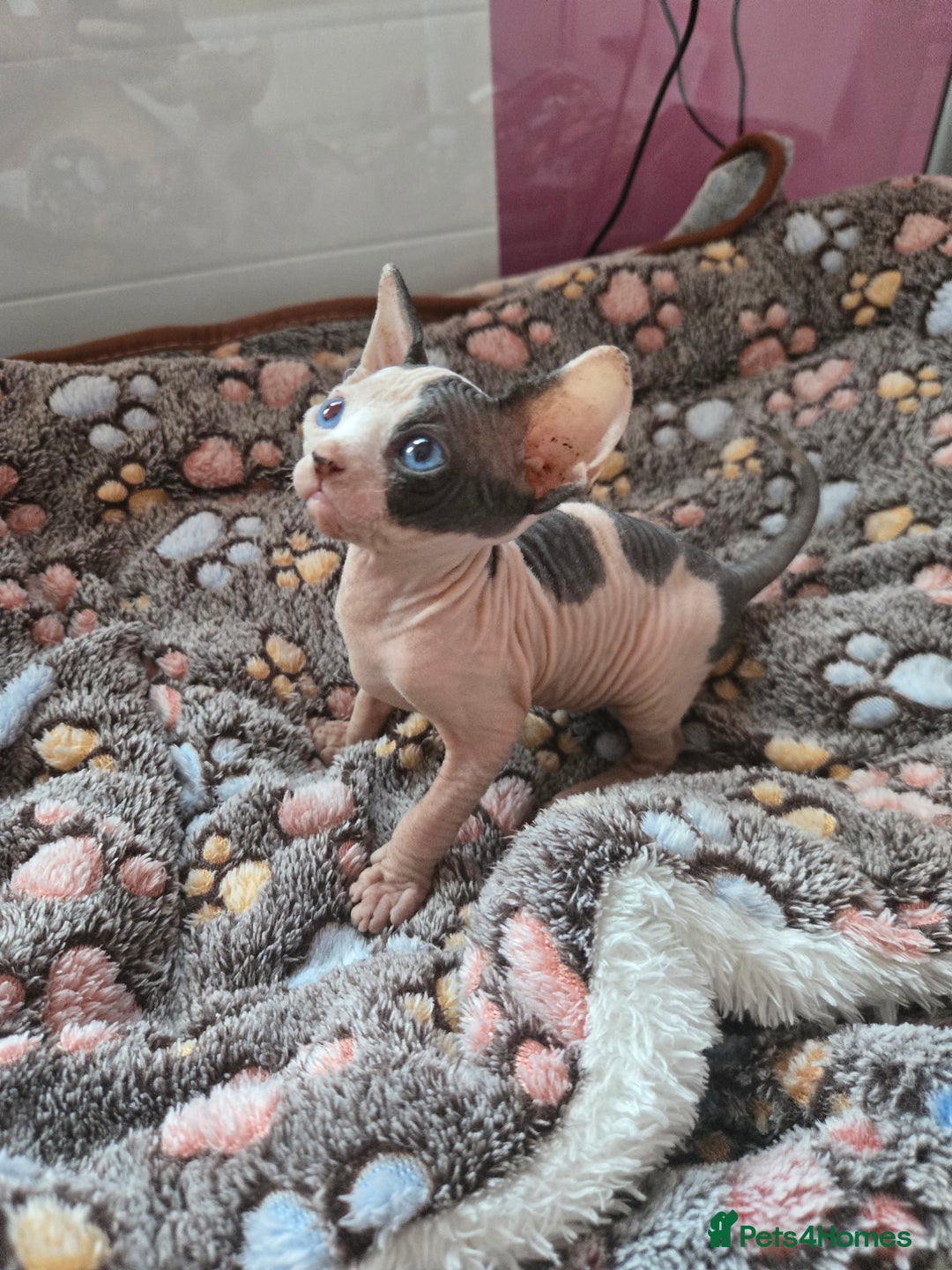 Sphynx cats for sale: Blue Eyes sphynx kittens GCCF and TICA  - Image 20