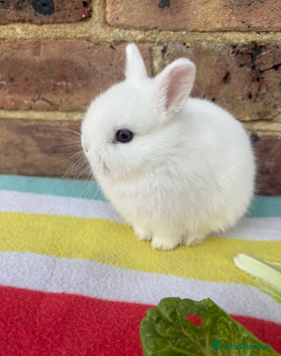 Netherland Dwarf rabbits for sale: White, Chocolate & Blue Netherland Dwarf Bunnies  - Advert 1