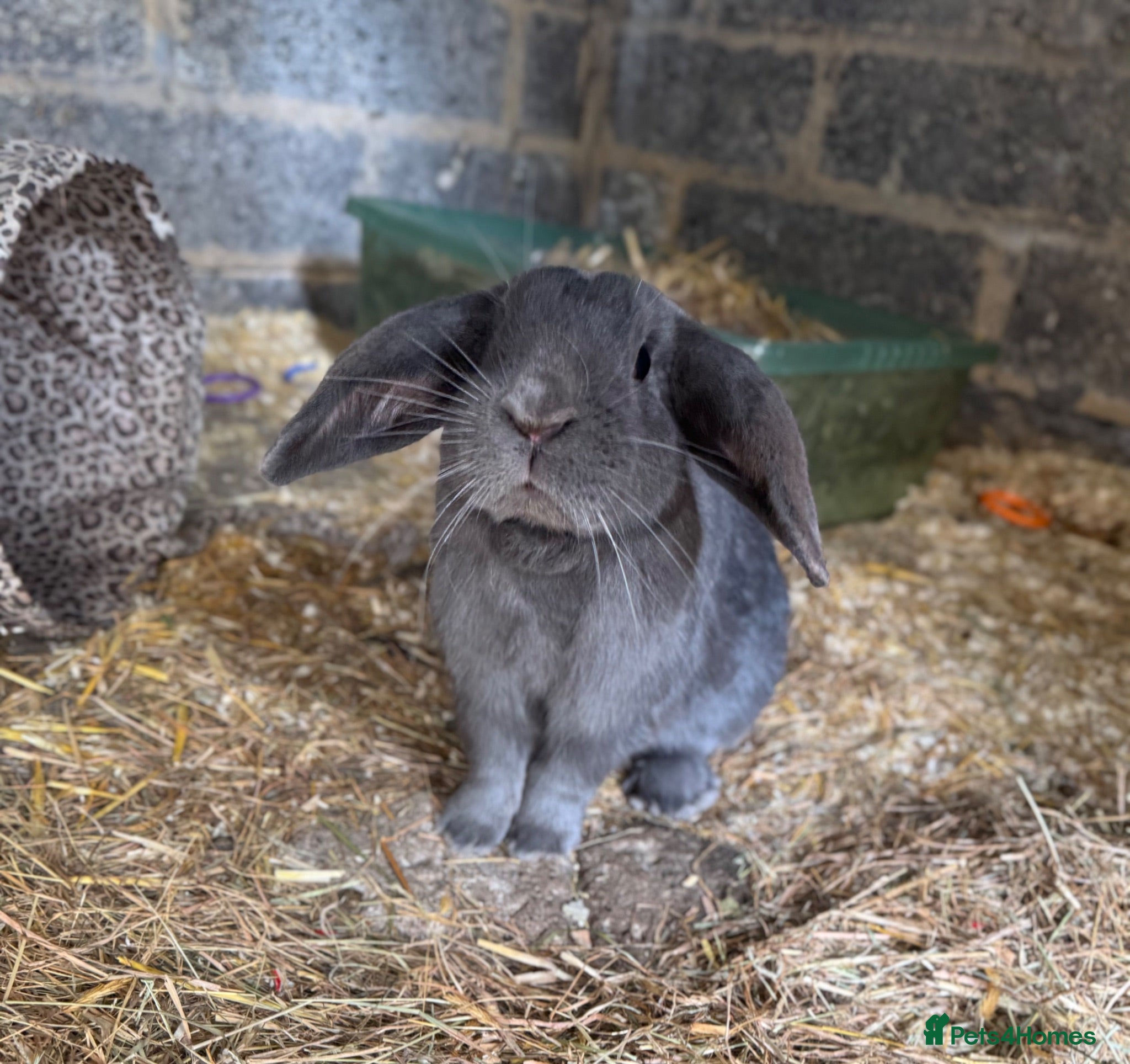 Mixed Breed rabbits  1 year old rabbit that need rehoming  - Advert 20