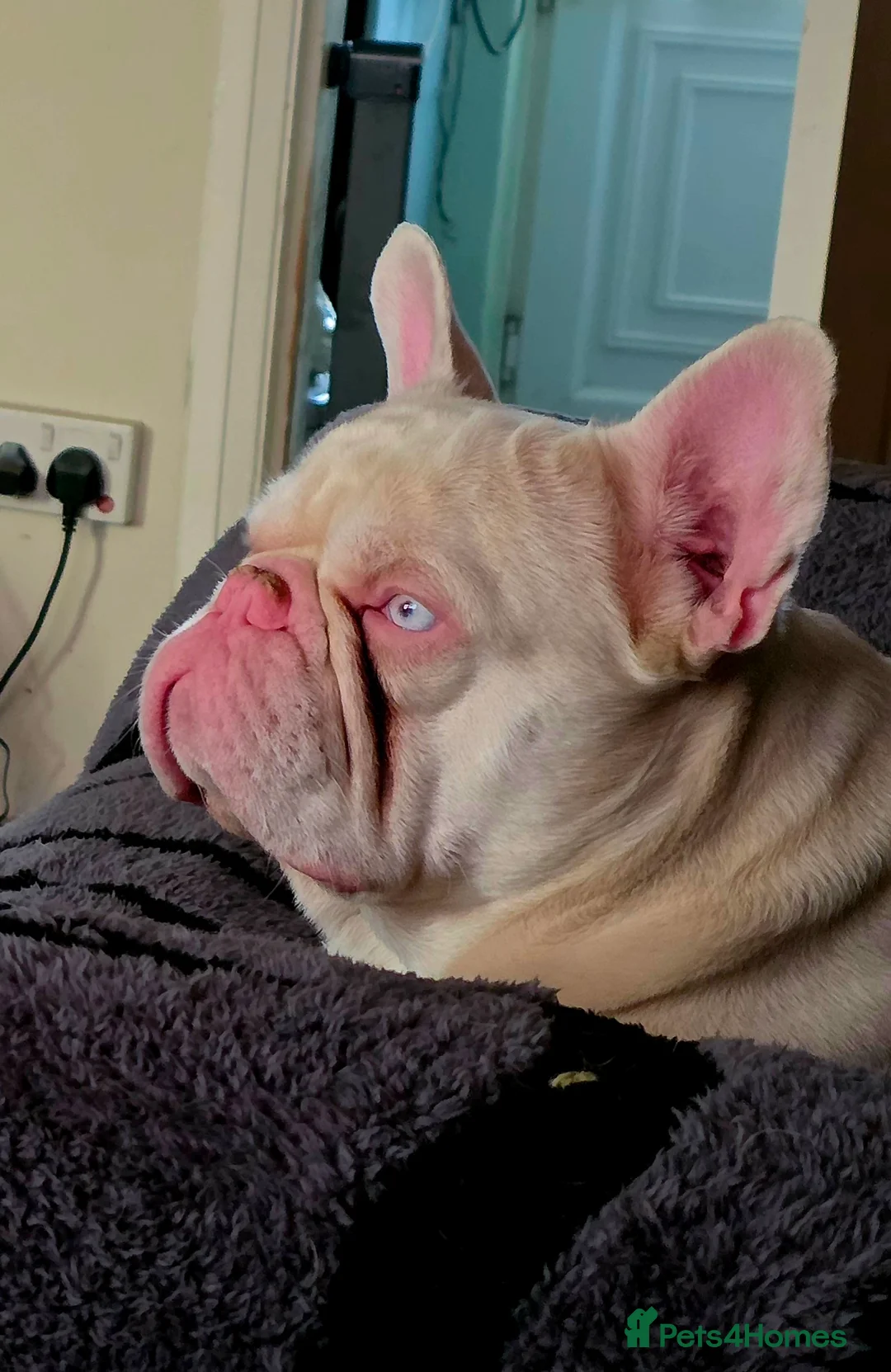 French Bulldog dogs for sale: 2yr old French-bulldog Boy in Kettering - Advert 2