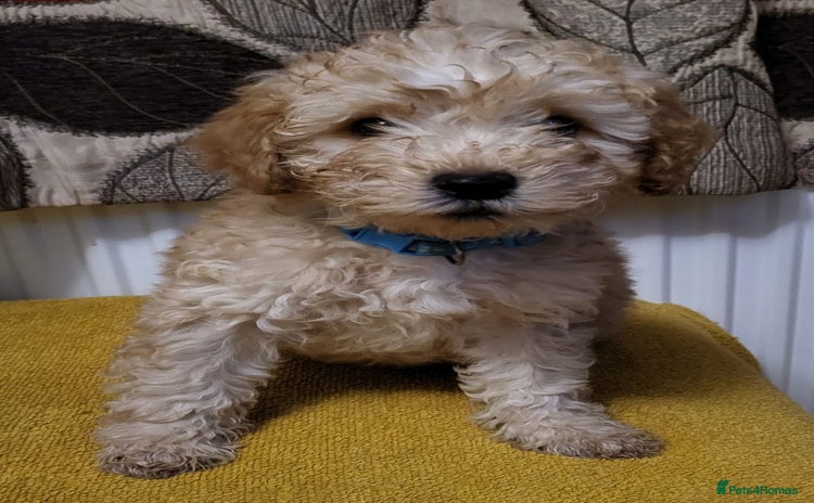 Mixed Breed dogs - Advert 1