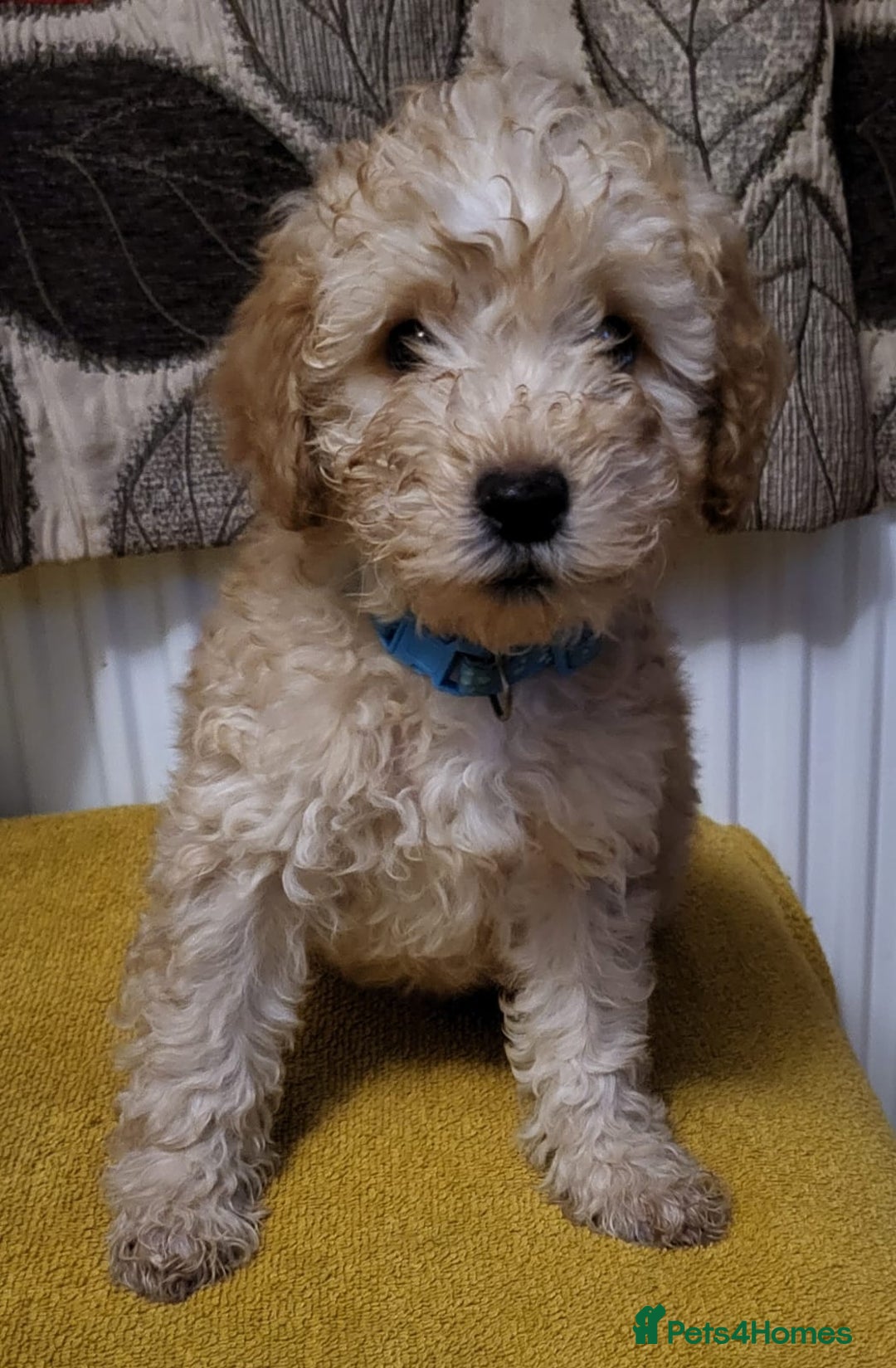Mixed Breed dogs for sale: Cockapoo cross puppies  - Image 1