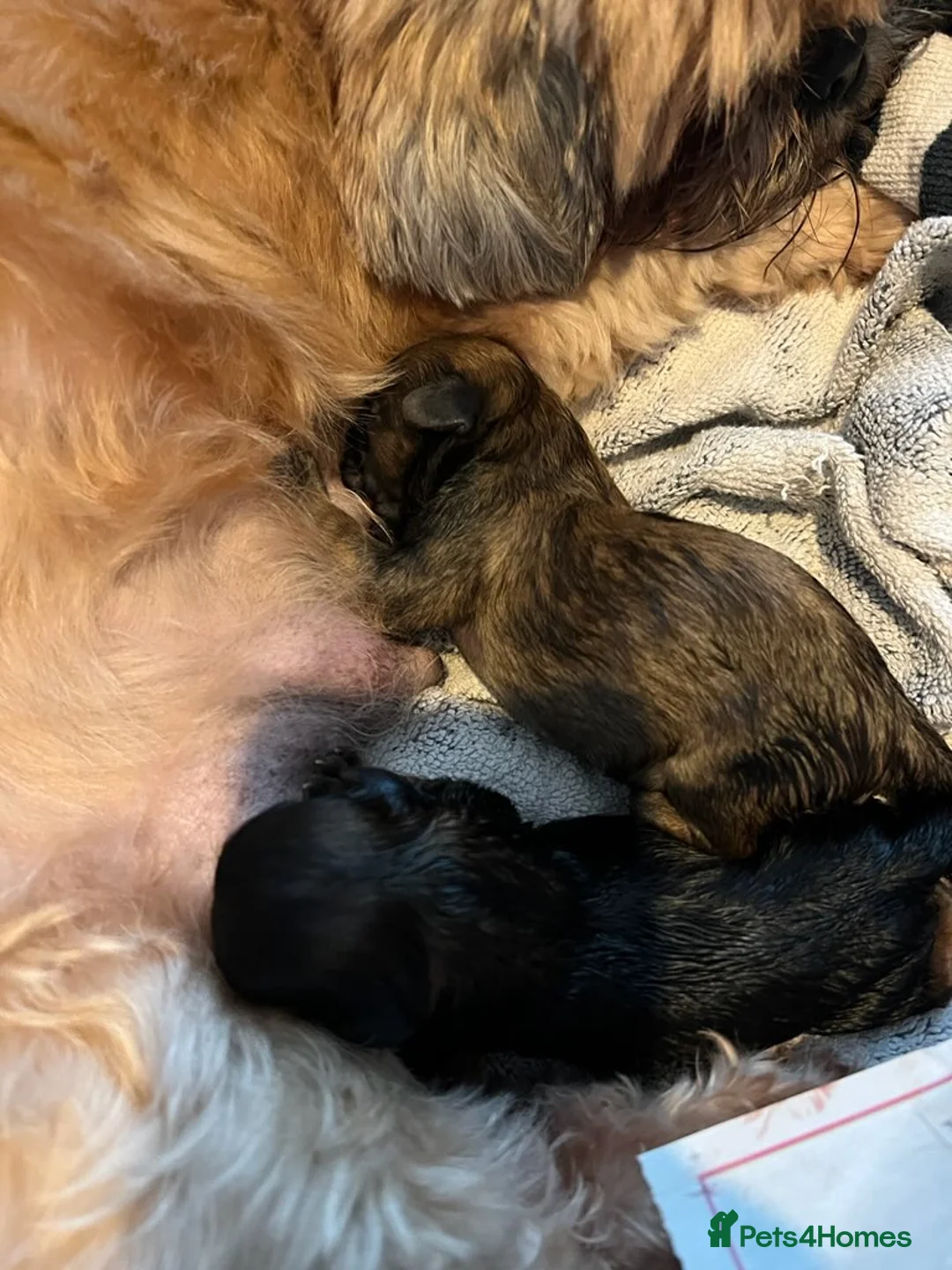 Toy Poodle dogs for stud: *STUD* Gorgeous KC Registered Toy Poodle in Manchester - Advert 12