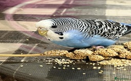 Budgerigars birds for sale: Budgies with an Aviary available. - Image 22