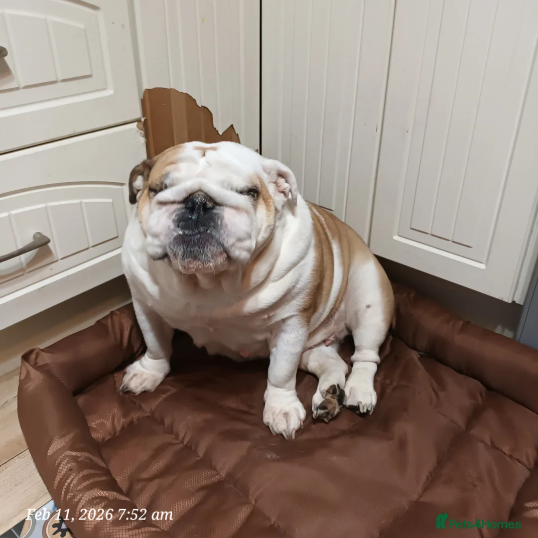 English Bulldog dogs for sale: Bella - Advert 5