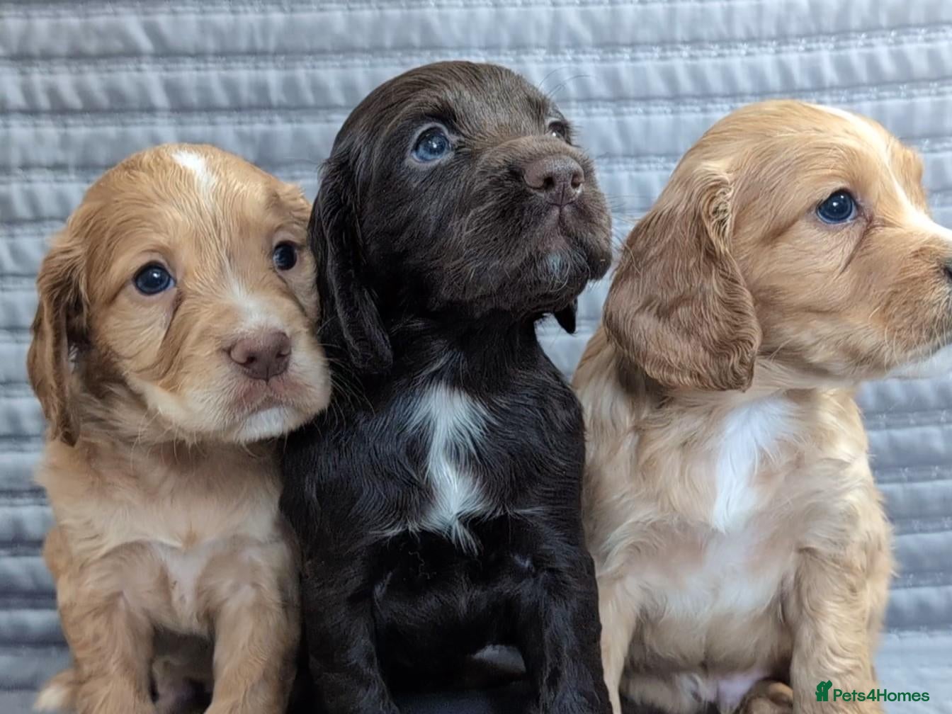 Cocker Spaniel dogs ✨ Kc Reg Working Cocker Spaniel Puppies  - Advert 3