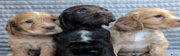 Cocker Spaniel dogs for sale: ✨ Kc Reg Working Cocker Spaniel Puppies  - Advert 1