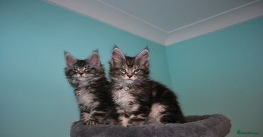 Maine Coon cats - Advert 15