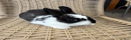 Netherland Dwarf rabbits for sale: 4 Adorable Dwarf Bunnies  - Advert 3