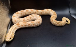 Snake reptiles for sale: 2.3 Adult Hognose Breeding Group (Mixed Morphs) - Image 4