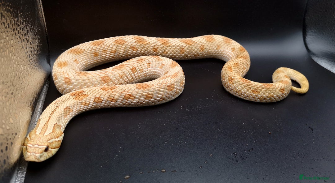 Snake reptiles for sale: 2.3 Adult Hognose Breeding Group (Mixed Morphs) - Image 4