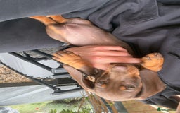 Dachshund dogs for sale: Chocolate dachshund female - Image 2