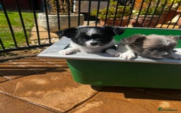 Chihuahua dogs for sale: 3 Long Coat Parti Boys - Image 11