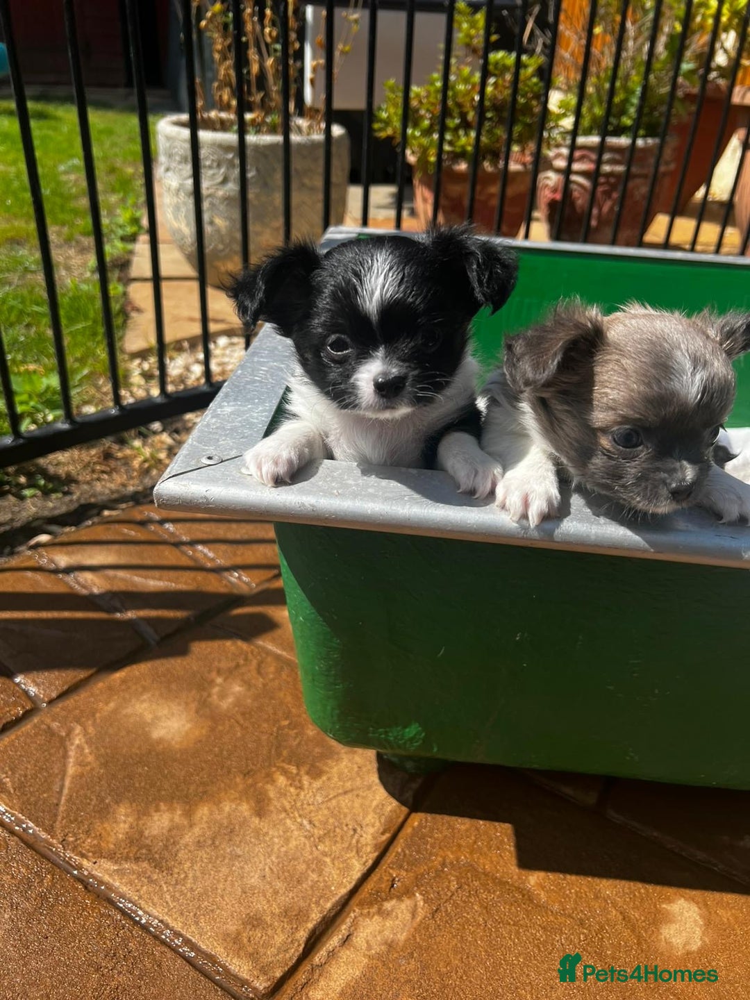 Chihuahua dogs for sale: 3 Long Coat Parti Boys - Image 11