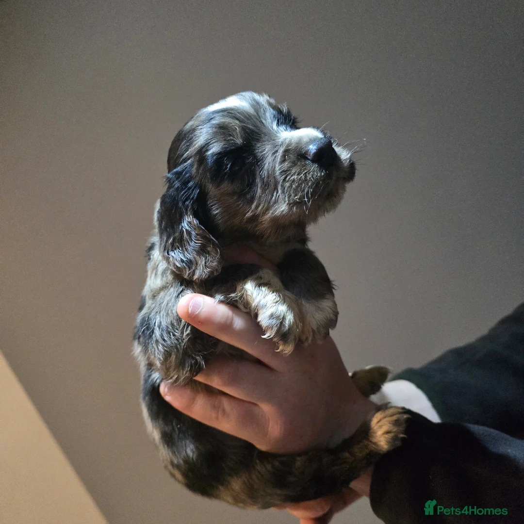 Cocker Spaniel dogs for sale: Cocker spaniel puppies for sale  - Advert 15