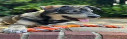 Mixed Breed dogs for sale: Red fox/husky male - Advert 6
