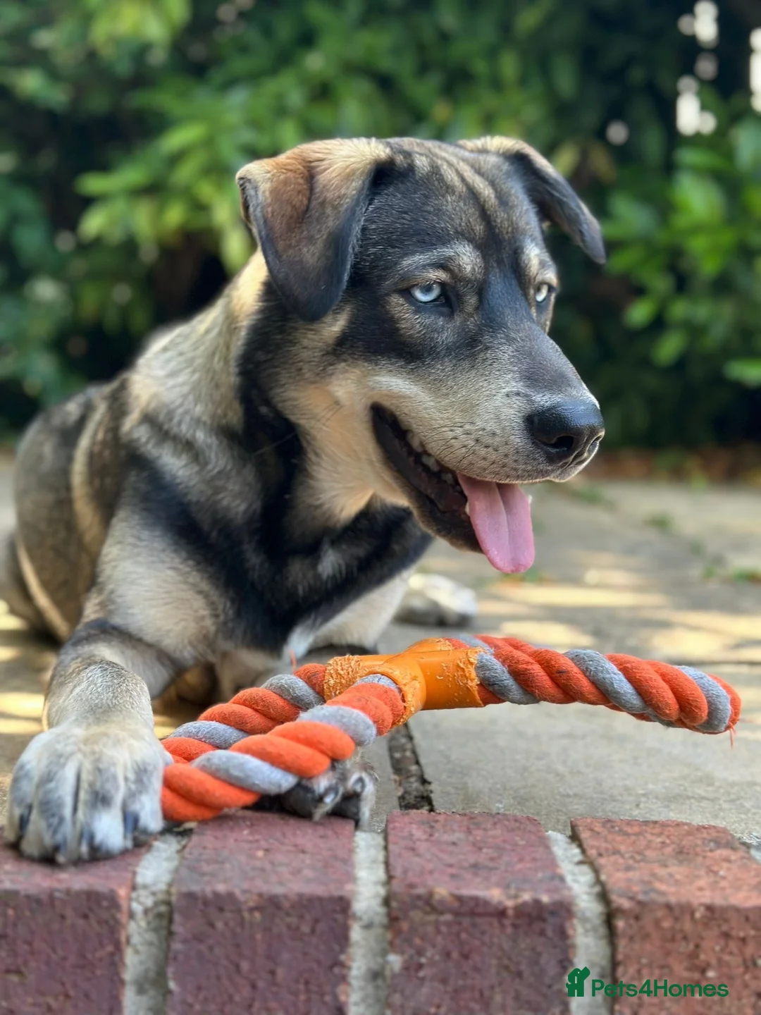 Mixed Breed dogs for sale: Red fox/husky male - Advert 6